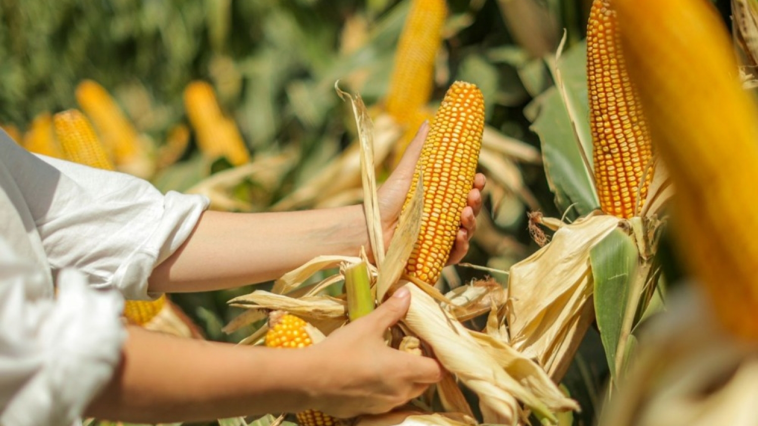 El maíz, en el centro de una estrategia global: Argentina busca atraer inversiones con valor agregado