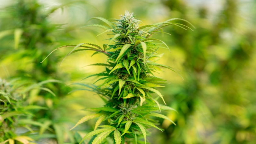 Abejas polinizadoras se sienten especialmente atraídas por los cultivos de cannabis