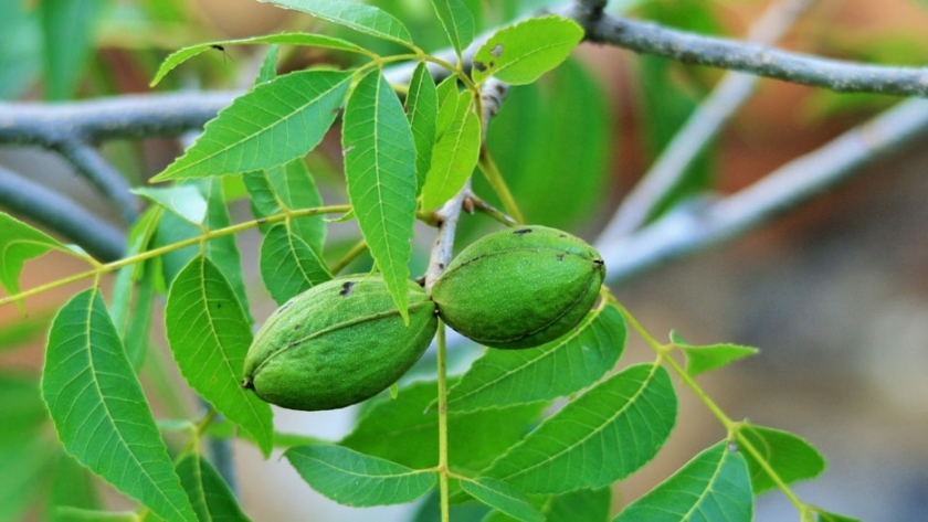 Distribuyen los primeros plantines de nuez pecán para el proyecto productivo de "La Familia Crece"