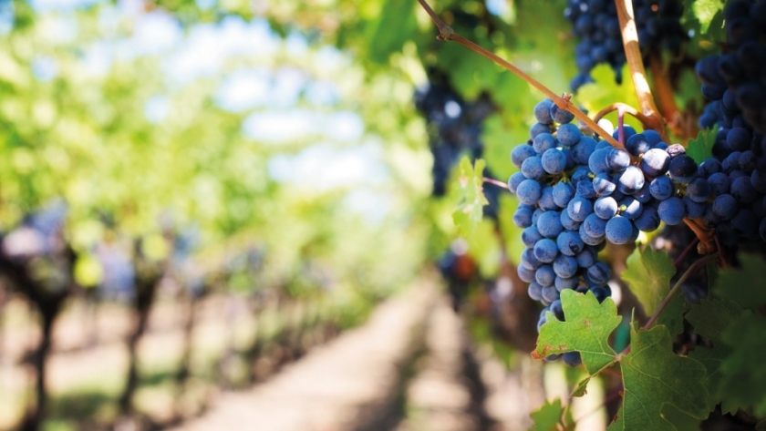 Está vigente la línea Vendimia 2022 para MiPyMEs de la provincia de La Rioja