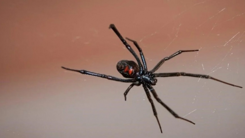 Cómo identificar a la viuda negra, la araña letal que volvió a aparecer en los campos argentinos