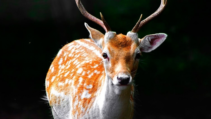 VENADO