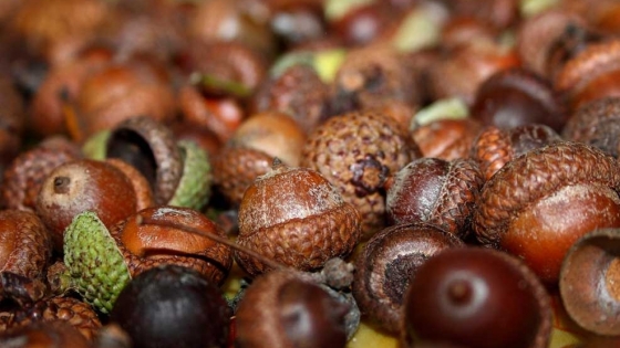 Las bellotas, un recurso clave para la ganadería que mejora la calidad de la grasa porcina