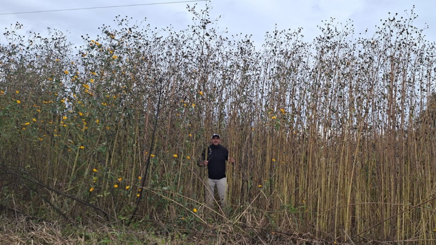 Pasto cubano: una maleza de hasta 7 metros que preocupa al agro y obliga a reforzar el manejo