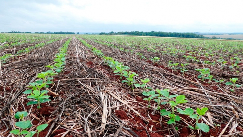 Cultivos de cobertura y rotaciones: claves para manejar el agua del suelo