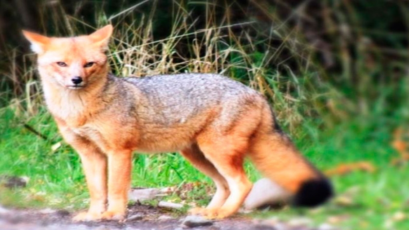Trabajan en la detección del tráfico ilegal de la Fauna Silvestre a nivel nacional