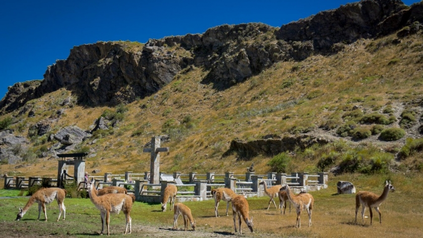 La estepa patagónica se consolida como safari natural y destino de conservación