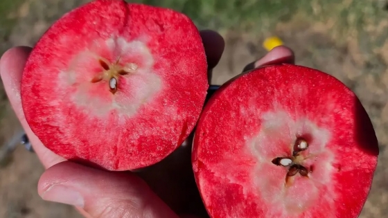 Inédito en Argentina: la llamativa manzana de pulpa roja que ya se produce en Río Negro