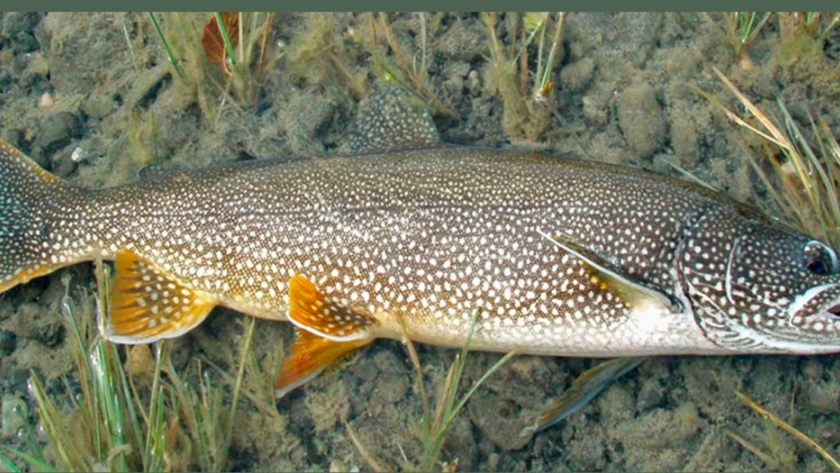 Pesca de Trucha de lago (Salvelinus namaycush)