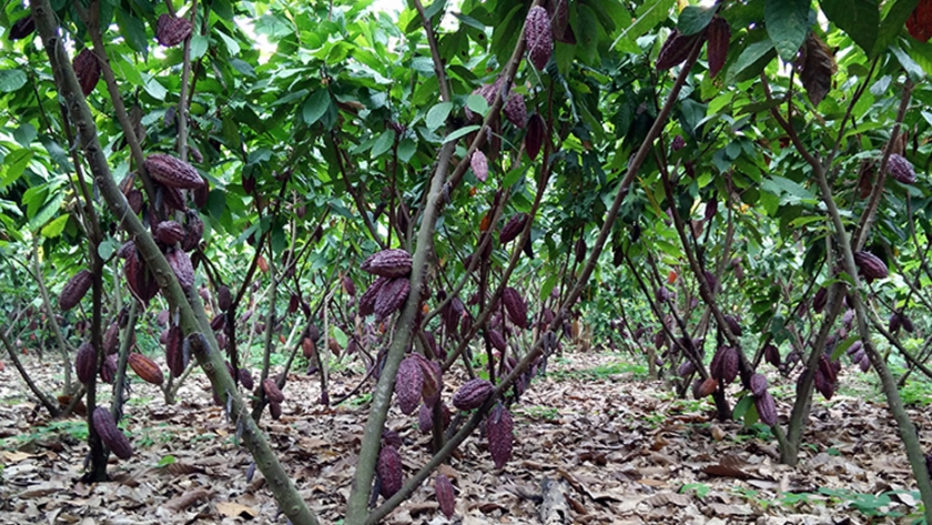 Reducir los niveles de cadmio en el cacao