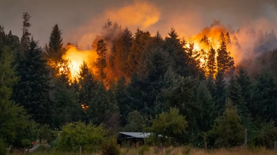 Incendios récord en la Patagonia: la nueva normalidad que alarma a científicos y ambientalistas