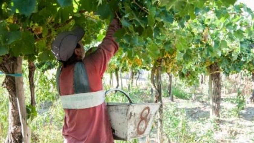 Estimación de costos de producción de vid para vinificar para el Oasis Este de Mendoza