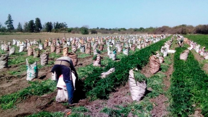 En Nueva Coneta la zanahoria rindió 80 toneladas por hectárea