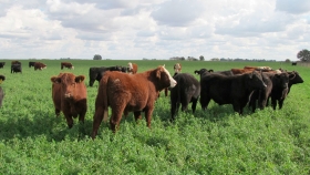 La recría, destino del excedente financiero en la cadena bovina