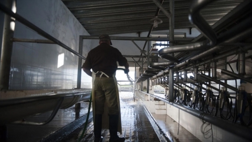 Optimismo: Exportación en pie dinamizó el mercado de ganado lechero y se detuvo la liquidación masiva de tambos