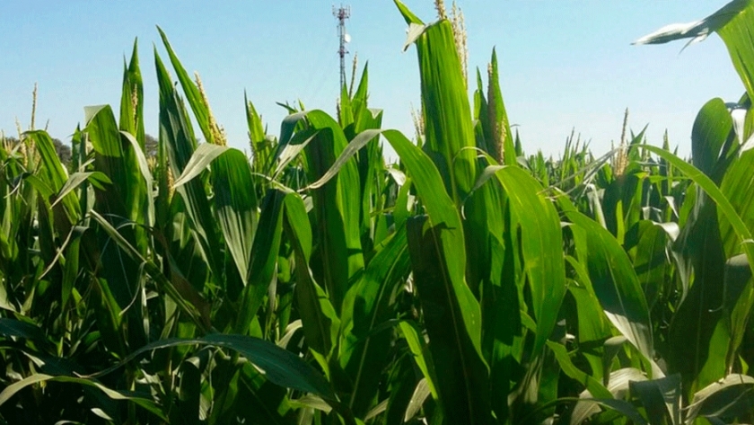 Tizón foliar una enfermedad en híbridos de maíz de siembra tardía