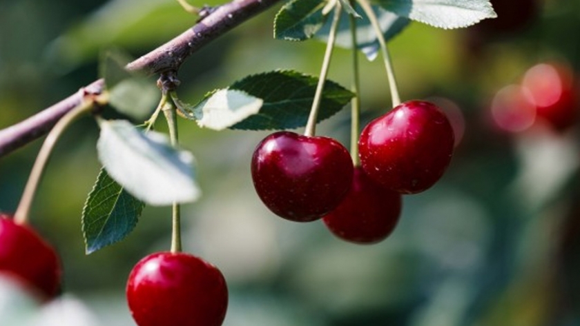 Bajo la lupa: principales plagas y enfermedades que afectan a los cerezos