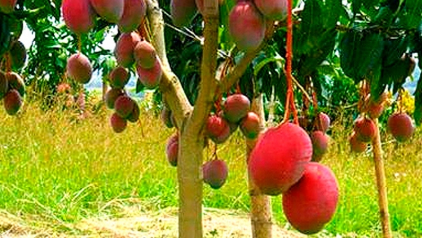 Jujuy incrementó el cultivo de mango