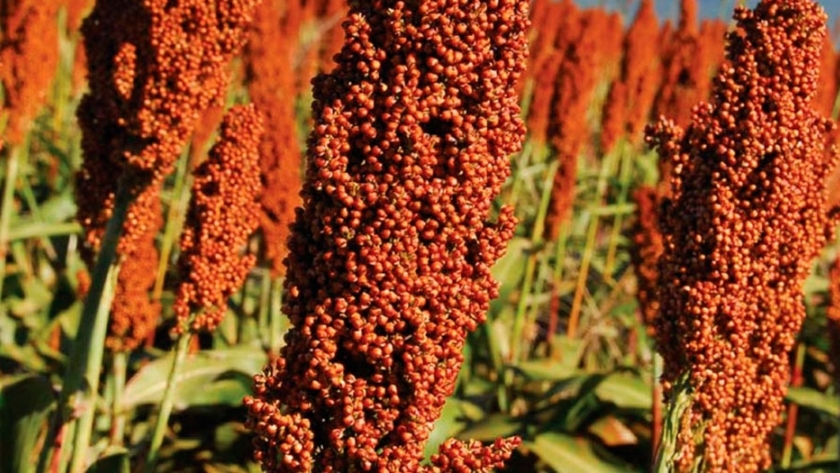 Sorgo: sin modificaciones en los derechos de exportación