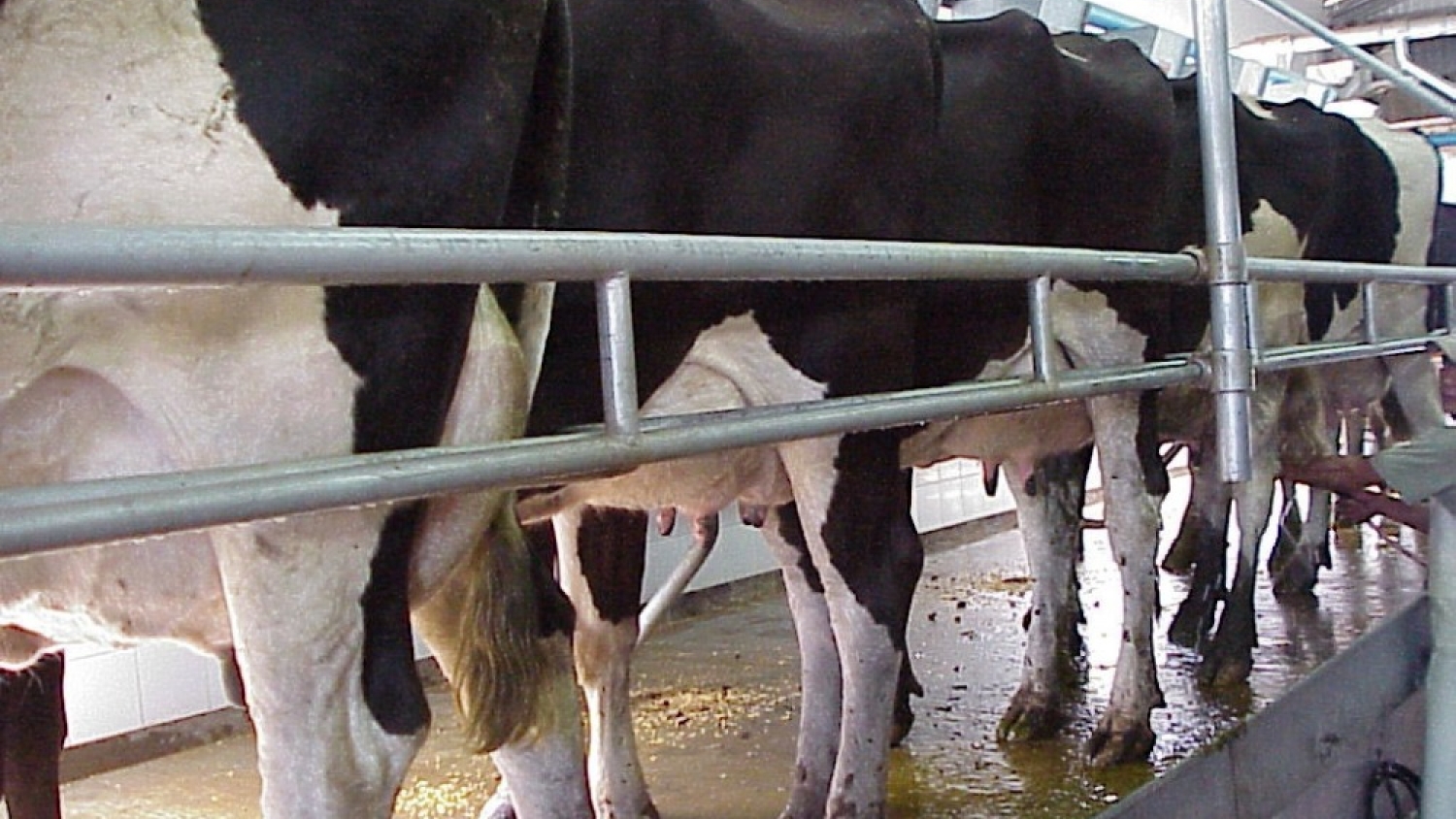 El precio de la leche al productor tocó en agosto el mínimo real de la última década