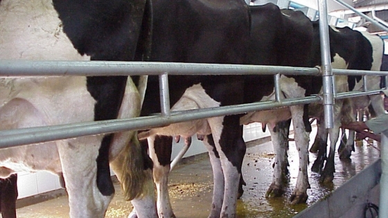 El precio de la leche al productor tocó en agosto el mínimo real de la última década