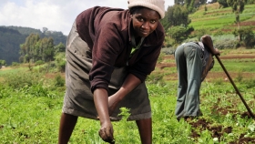 África, la "zona líder" del mundo para el desarrollo agrícola