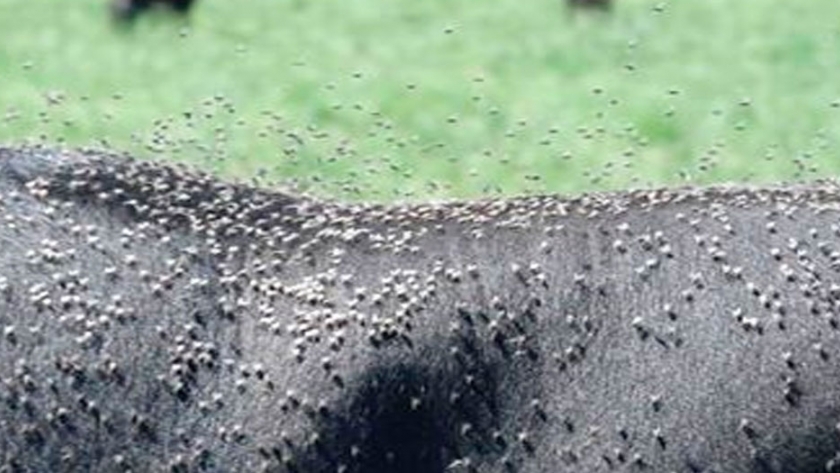 Exploran alternativas a los insecticidas contra la mosca de los cuernos