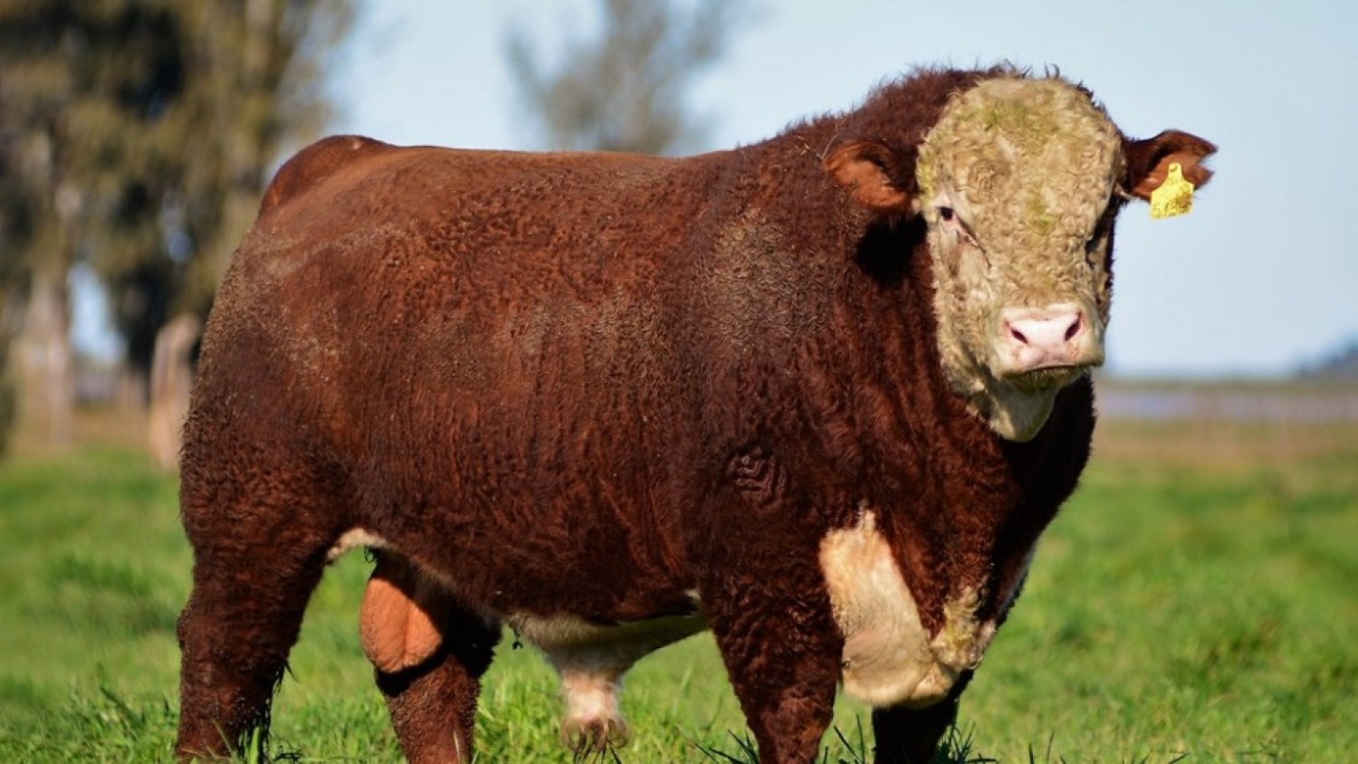 La alimentación de los toros gana protagonismo: advierten que define la fertilidad y la productividad de los rodeos