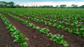 Buenas Prácticas Agrícolas en el cultivo de tabaco