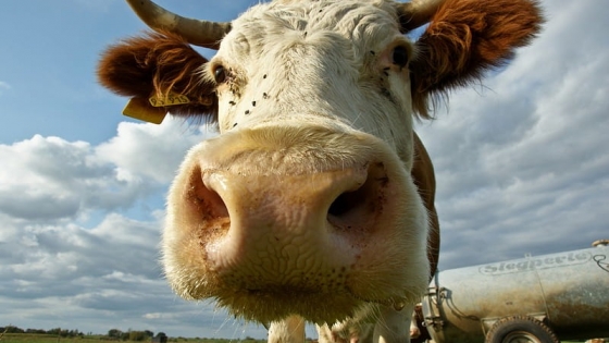 Analizan métodos de control contra la garrapata común del bovino