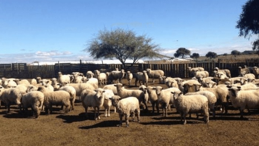 En medio de las uvas y los frutales, las ovejas también buscan su lugar en los valles cuyanos