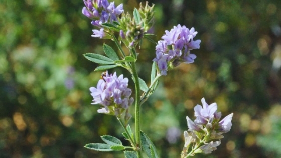 La ciencia revela cómo la alfalfa enfrenta la salinidad y abre camino a cultivos más resistentes