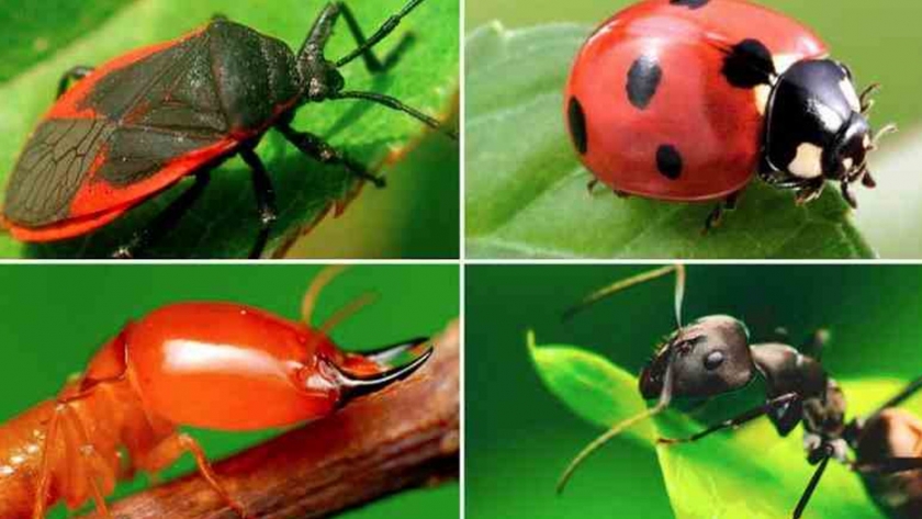 En 10 años desaparecieron hasta 67% de los insectos de Alemania y la agricultura parece ser la culpable