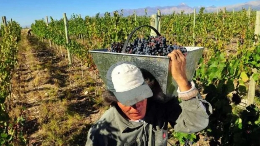 Radiografía de la industria vitivinícola: destacan que el 43 % del precio final de una botella se lo lleva el Estado