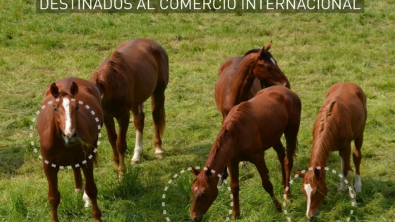 Identificación individual electrónica de equinos destinados al comercio internacional