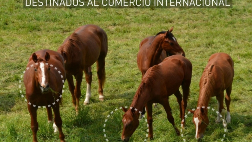 Identificación individual electrónica de equinos destinados al comercio internacional