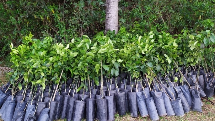 Plan Limón: con la descarga de 700 plantines, quedó instalada la primera quinta en Santa Ana