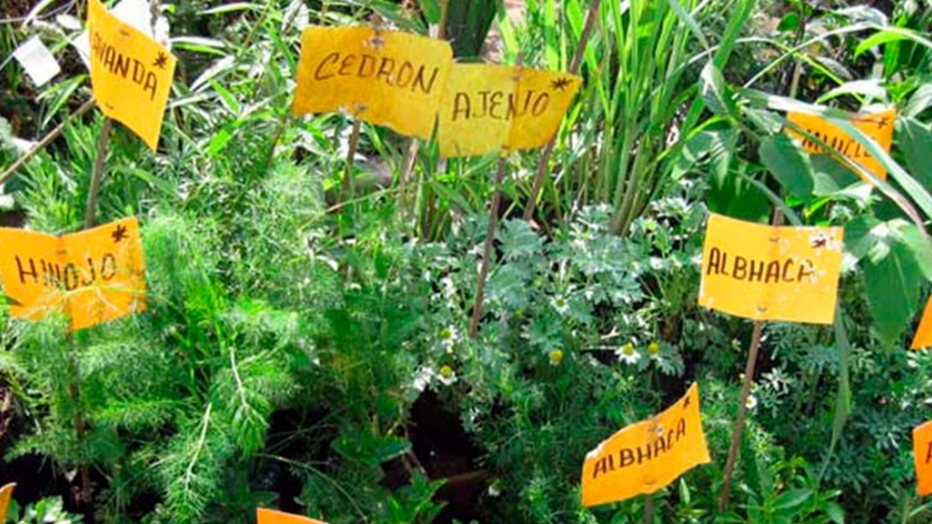 Recomendaciones acerca de cómo podar plantas aromáticas para que crezcan más
