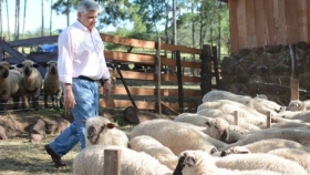 Y por qué no producir ovinos en Misiones? Gabriel Montiel contagia a otros productores para que incorporen la oveja y hasta logró crear escuelas de esquila en la provincia