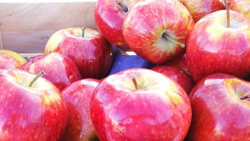 En plena cosecha, Río Negro sigue aportando más del 80% de las manzanas al país