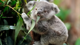 Koalas: las consecuencias de su casi extinción ponen al planeta en alerta