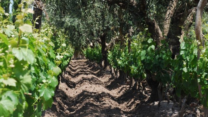 Abren la inscripción para los Best Of Mendoza´s Wine Tourism 2021