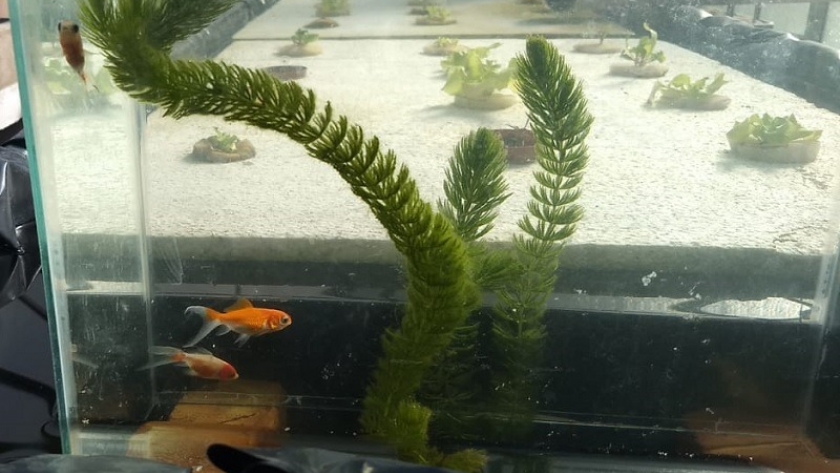 Acuaponia: un circuito para producir peces y hortalizas en simultáneo
