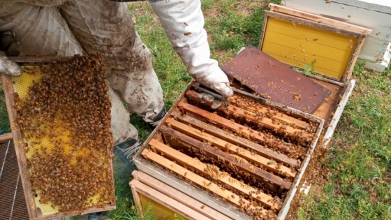 <La Pampa exportó 7 mil toneladas de miel orgánica y se posiciona como la tercera provincia productora