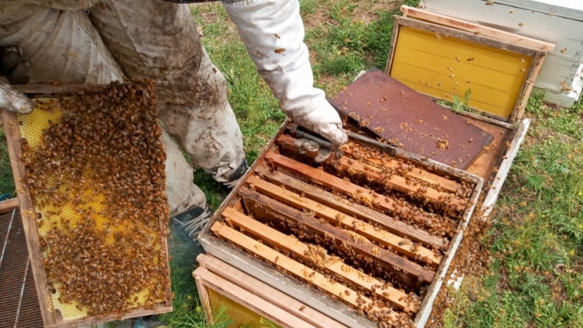 La Pampa exportó 7 mil toneladas de miel orgánica y se posiciona como la tercera provincia productora