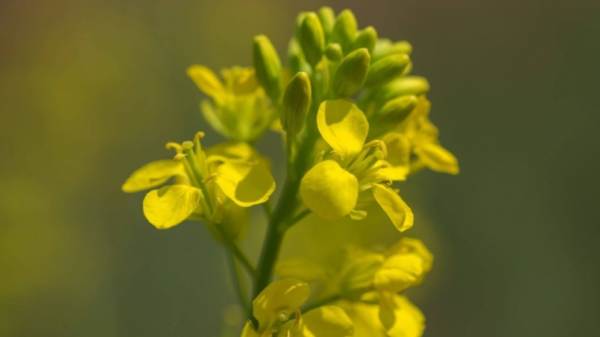 Grupo Quemú duplicará su superficie sembrada con camelina