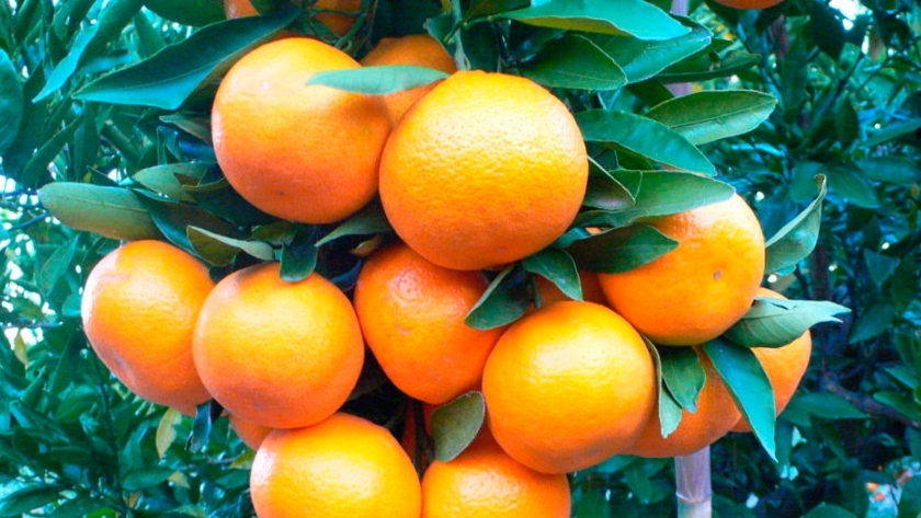 Mandarina: Desarrollan Una Muestra Resistente Al Greening