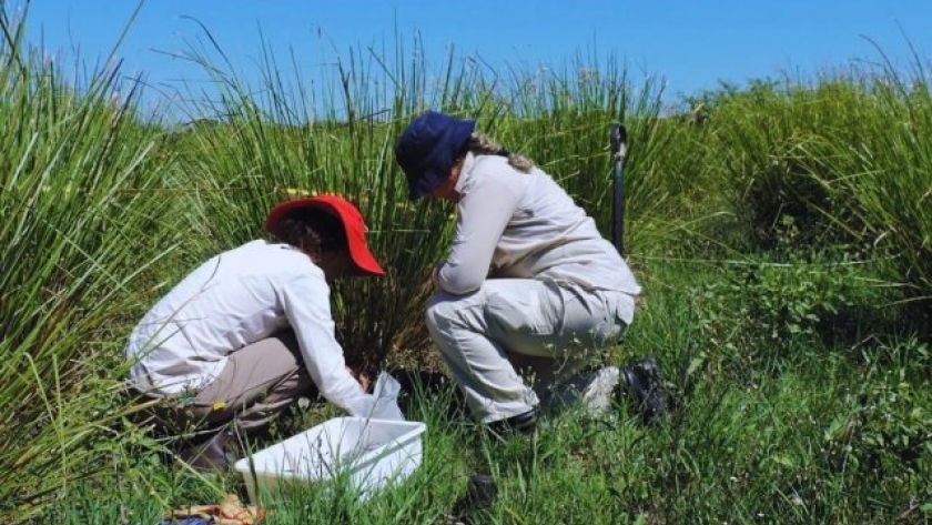Chaco sostenible: mejorando el almacenamiento de carbono en suelo