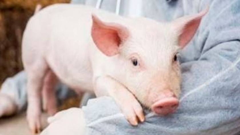 Las proteínas vegetales son buen reemplazo de las de animales