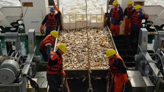 <Corvina rubia: Evaluación Invernal en el Río de la Plata y la Zona Común de Pesca Argentino-Uruguaya